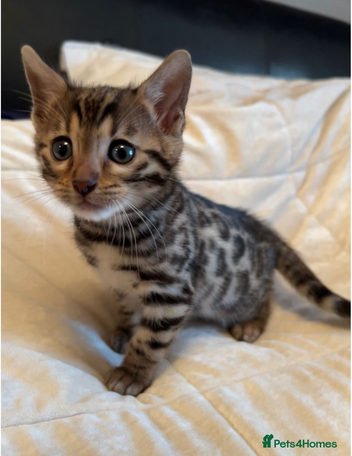 Bengal cats ❤️ Gorgeous Pure Bengal Kitten Ready to Go ❤️ - Advert 1