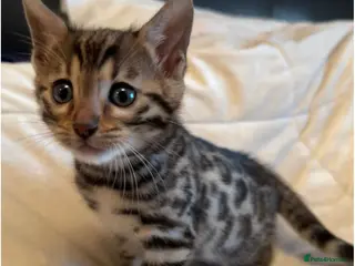 Bengal cats ❤️ Gorgeous Pure Bengal Kitten Ready to Go ❤️ - Advert 1
