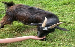 Goats livestock for sale: Gorgeous pigmy goats for sale - Image 12