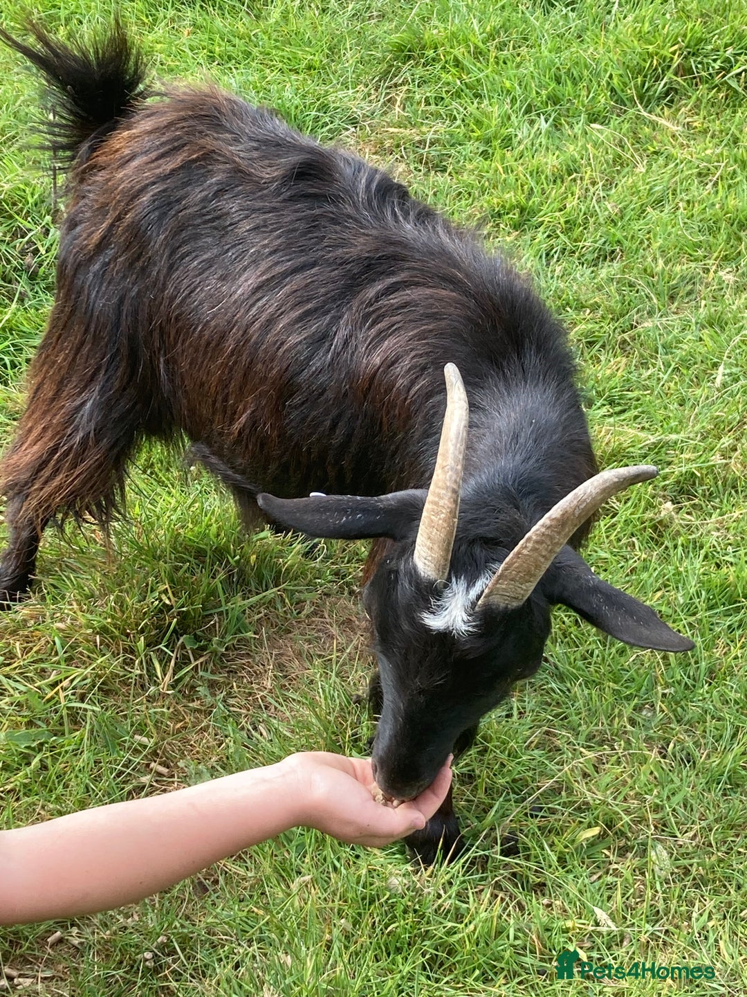 Goats livestock for sale: Gorgeous pigmy goats for sale - Image 12