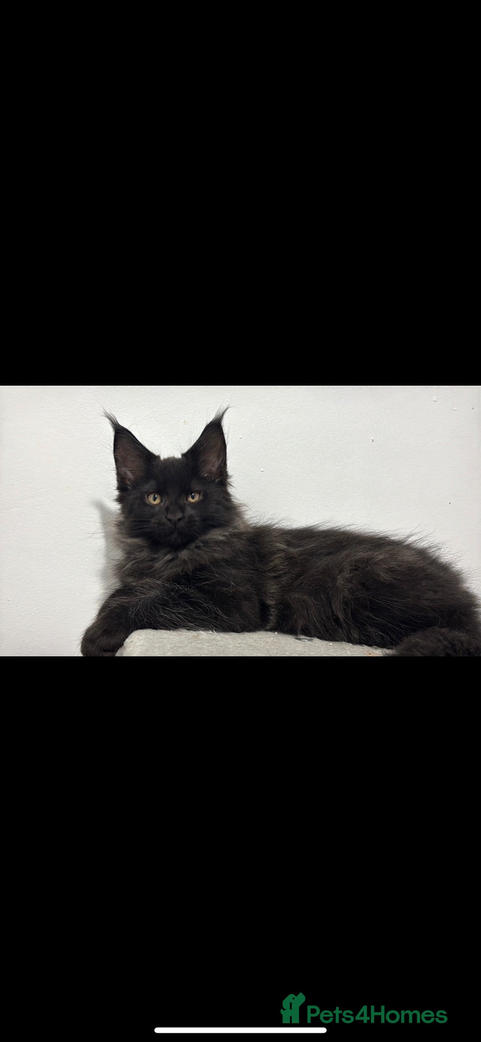 Maine Coon cats XXL RUSSIAN MAINE COON KITTENS - Advert 2