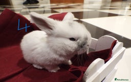 Mini Lop rabbits for sale: Adorable Purebred Mini Lop Babies - Image 15