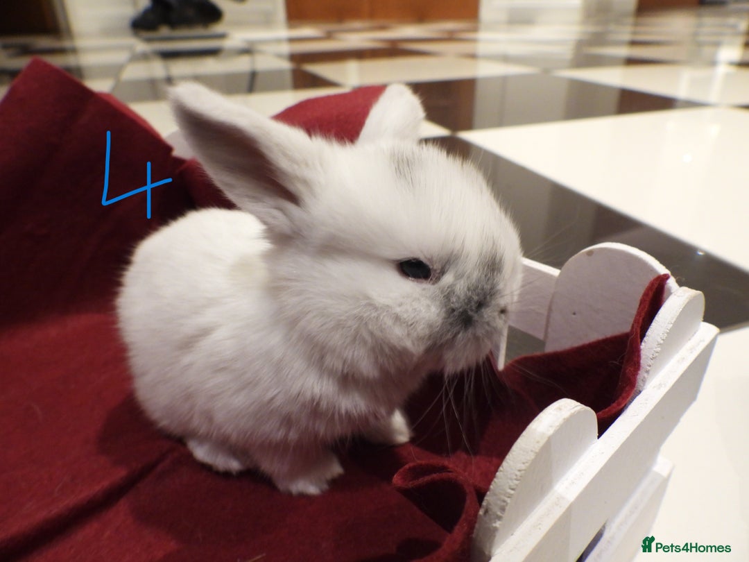 Mini Lop rabbits for sale: Adorable Purebred Mini Lop Babies - Image 15