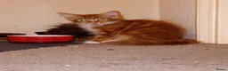 Maine Coon cats for sale: Stunning Maine Coon Kittens - Advert 8