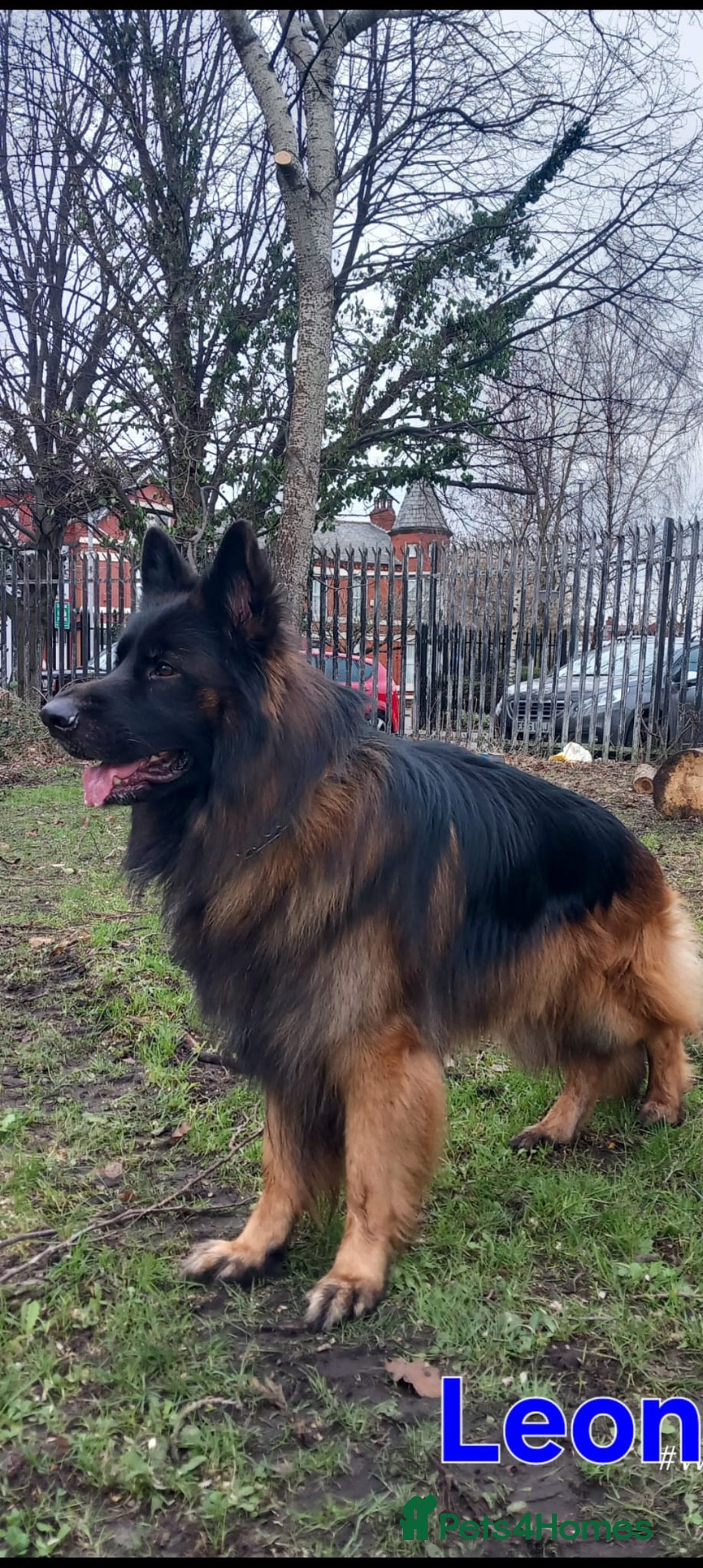 German Shepherd dogs for sale: Excellent Long-Haired German Shepherd Puppies. KC. - Image 33