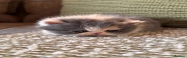 Exotic Kitten 5