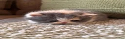 Exotic cats for sale: Exotic Persian  in Birmingham - Advert 6