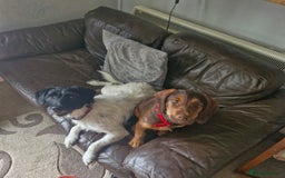Mixed Breed dogs for sale: Spaniel cross terrier  - Image 3
