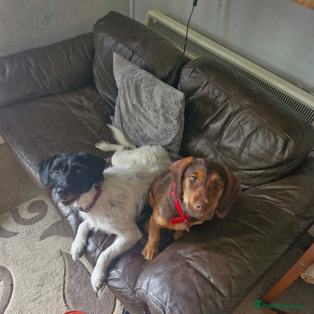 Mixed Breed dogs for sale: Spaniel cross terrier  - Image 3
