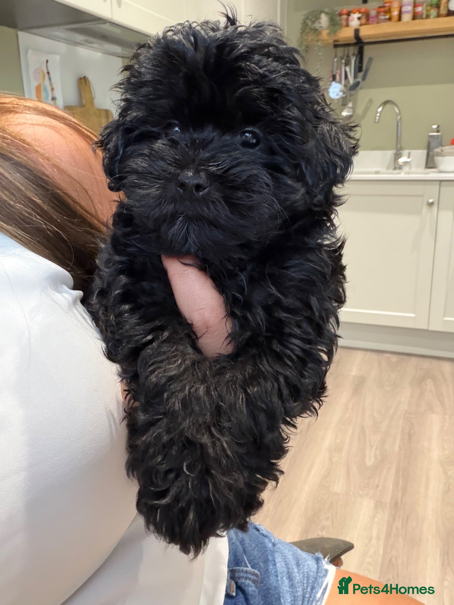 Maltipoo dogs *READY TO LEAVE NOW * F1 Black Female Maltipoo - Advert 1