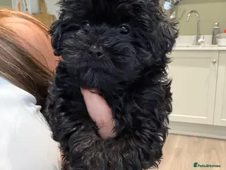 Maltipoo dogs *READY TO LEAVE NOW * F1 Black Female Maltipoo - Advert 2