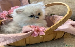 Persian cats for sale: quality pedigree persian chinchilla  - Image 6