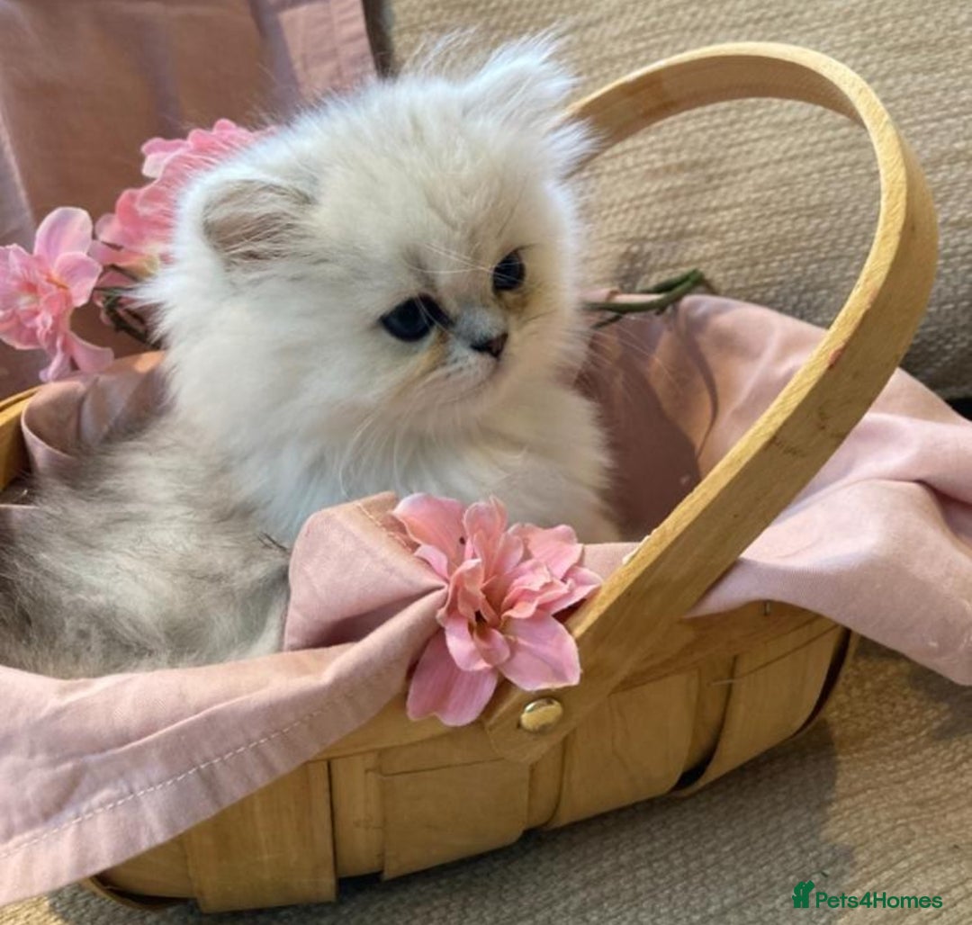 Persian cats for sale: quality pedigree persian chinchilla  - Image 6