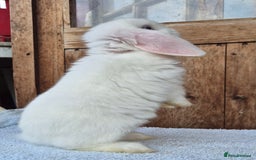 Mini Lop rabbits for sale: Blue eyed white mini lop doe  - Image 4