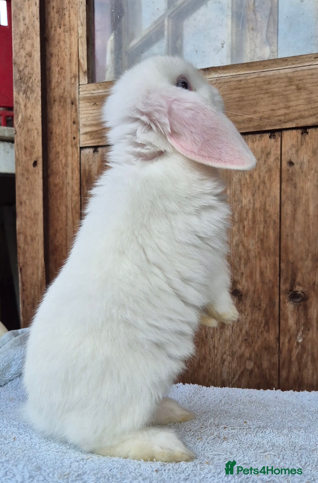 Mini Lop rabbits for sale: Blue eyed white mini lop doe  - Image 4
