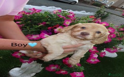 Cockapoo dogs for sale: Beautiful cockerpoo puppies  - Image 35