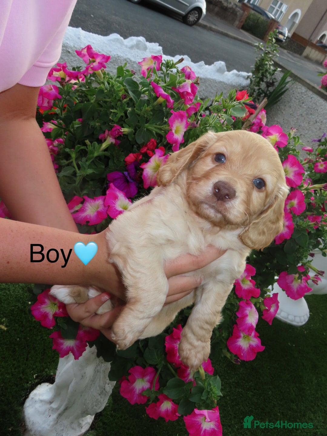 Cockapoo dogs for sale: Beautiful cockerpoo puppies  - Image 35