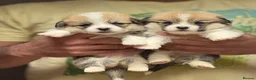 Welsh Corgi Pembroke dogs for sale: Champion Sired Corgi Pembroke puppies available  - Advert 9