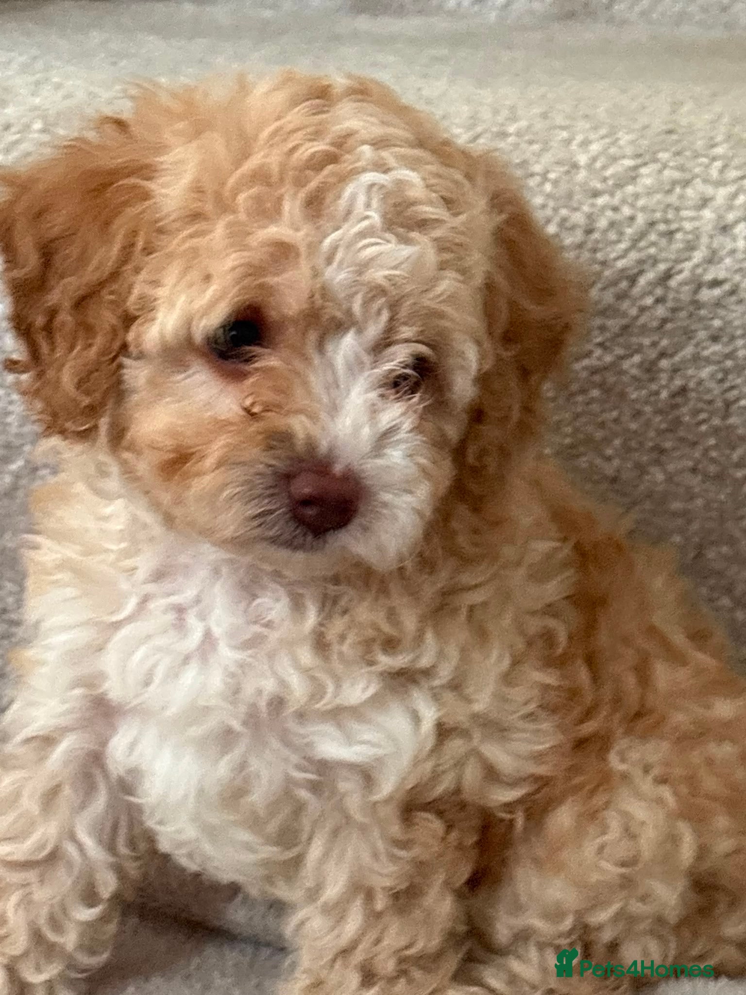 Cavapoo dogs Beautiful litter,extensively health tested parents - Advert 1