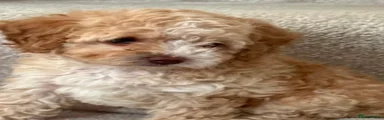 Cavapoo 2