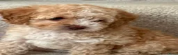 Cavapoo dogs for sale: Beautiful litter,extensively health tested parents - Advert 1