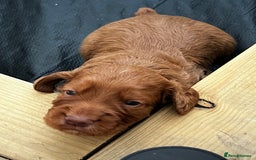 Cocker Spaniel dogs for sale: Working Cocker Spaniels  - Image 4