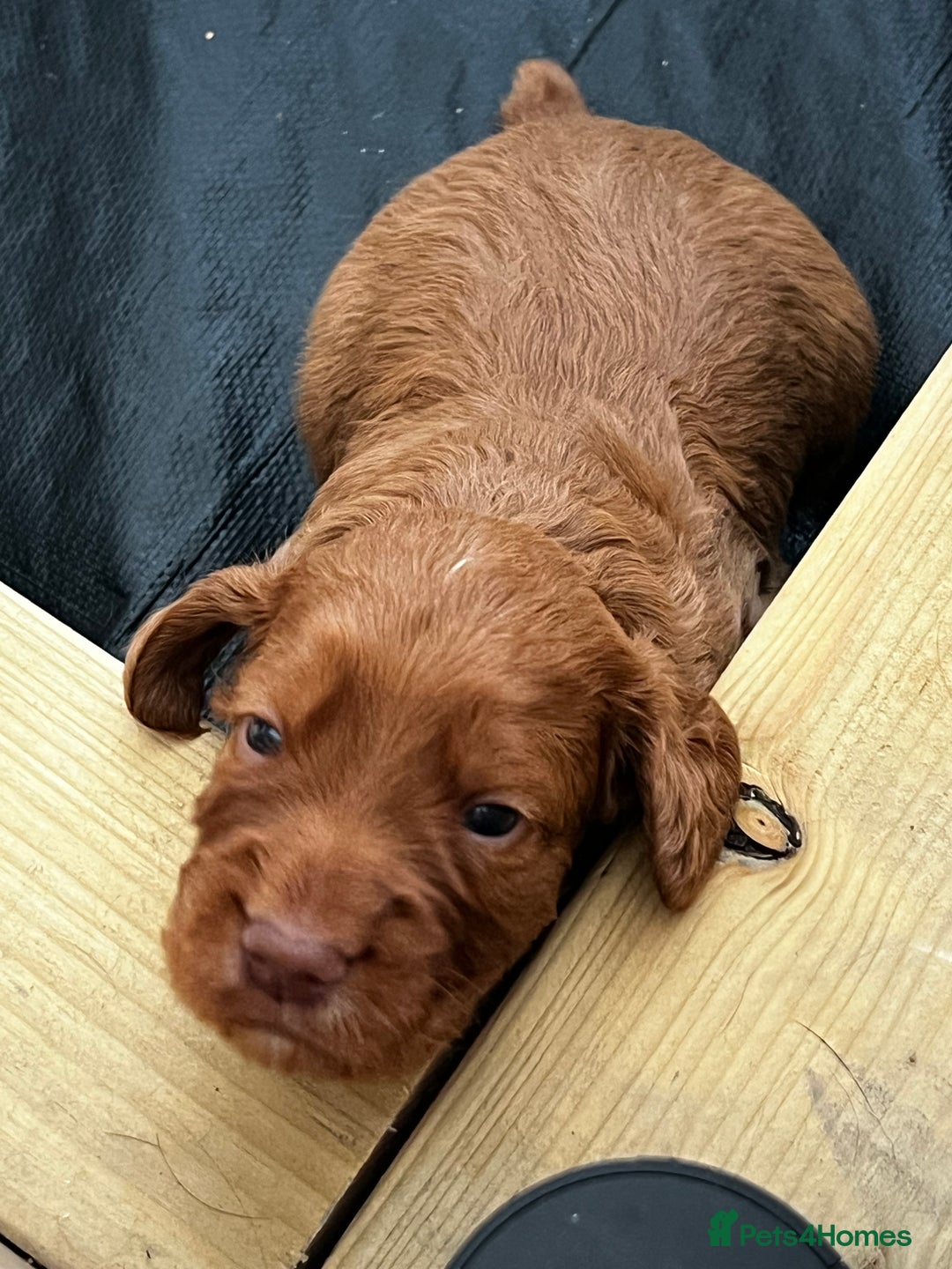 Cocker Spaniel dogs for sale: Working Cocker Spaniels  - Image 4