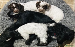 Cocker Spaniel dogs for sale: Stud Spaniel - Blue Roan for sale - Image 5