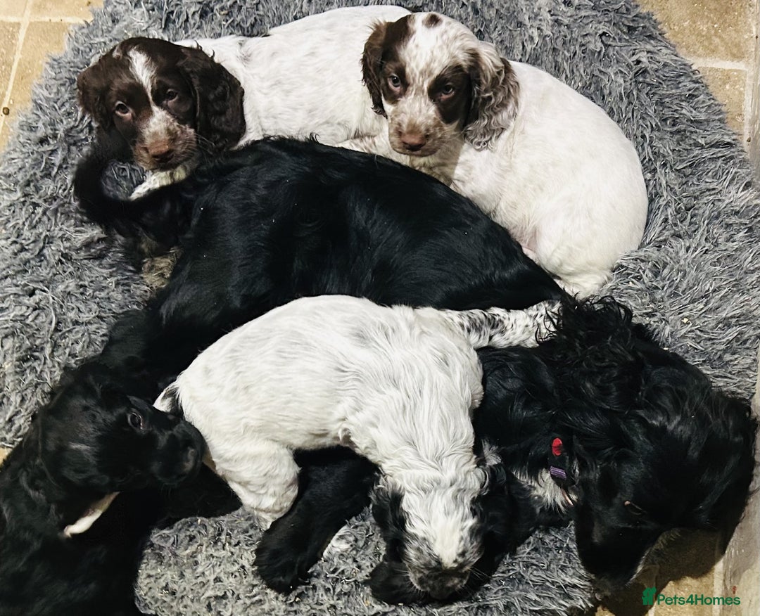 Cocker Spaniel dogs for sale: Stud Spaniel - Blue Roan for sale - Image 5