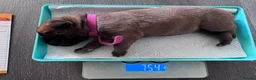 Bullmastiff dogs for sale: Purebred Bullmastiff puppies - 3 Boys and 3 girls - Advert 14