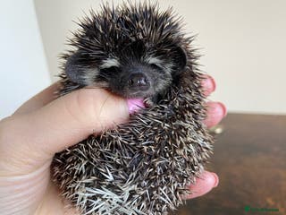Pygmy Hedgehog rodents Pygmy Hedgehogs 🦔 - Advert 2