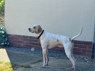 Mixed Breed dogs - Advert 33