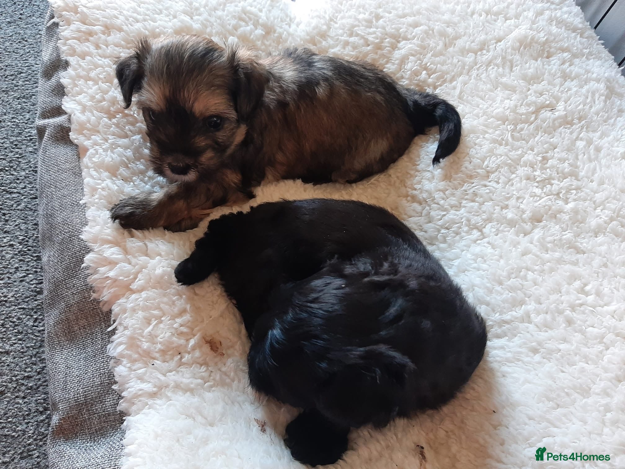 Maltese dogs Maltese hybrid puppies - Advert 1