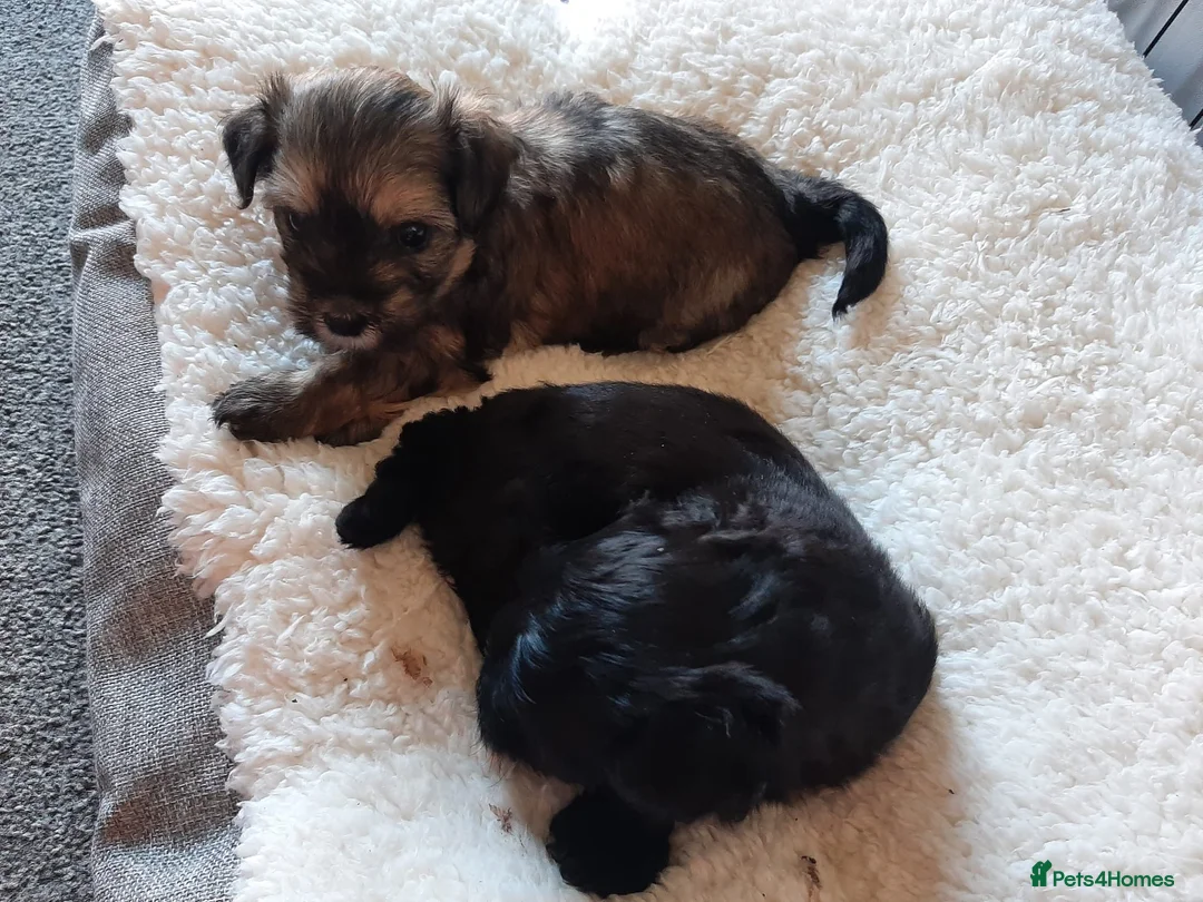 Maltese dogs for sale: Maltese hybrid puppies - Advert 1