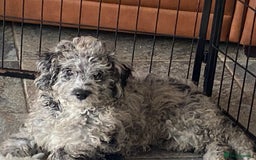 Cockapoo dogs for sale: F2 Cockapoo - Image 2