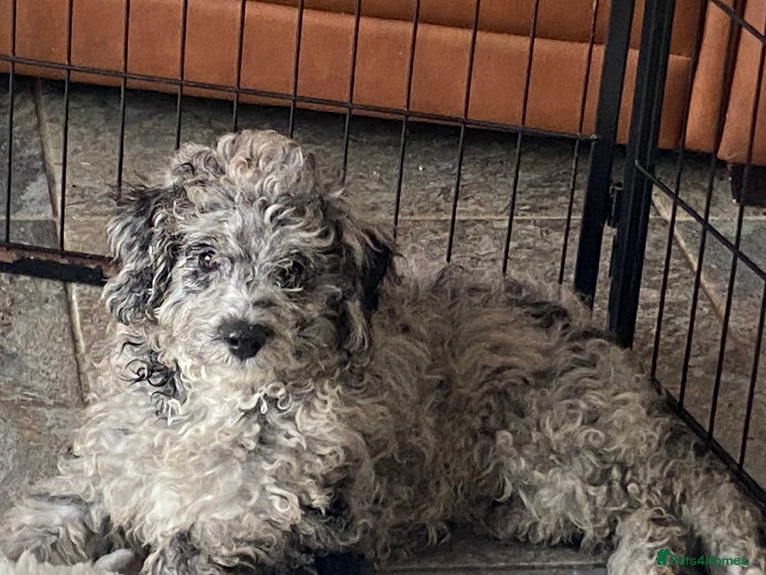 Cockapoo dogs for sale: F2 Cockapoo - Image 2