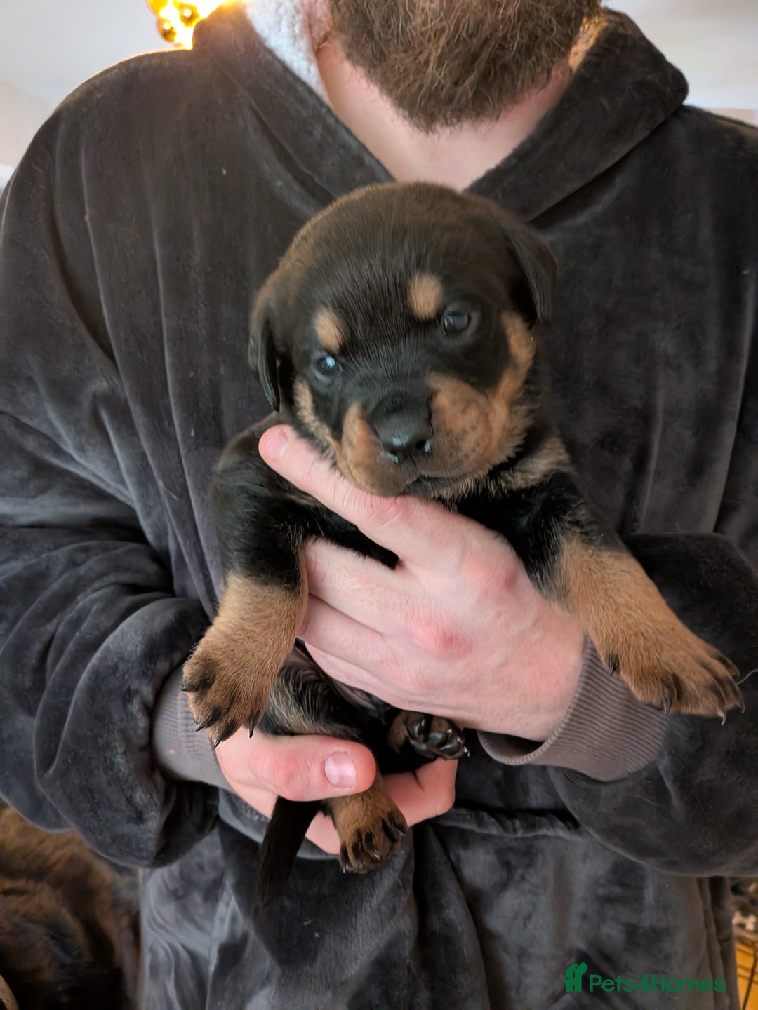 Rottweiler dogs for sale: ⭐ Rottweiler ⭐ - Advert 29