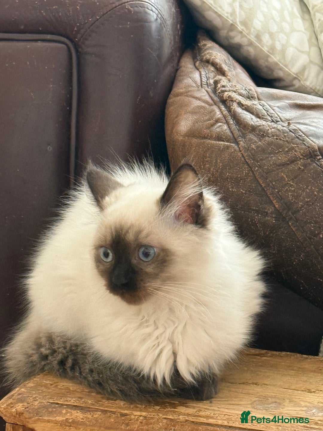 Ragdoll cats for sale: GCCF ragdoll seal point girl - Image 15