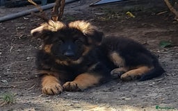 German Shepherd dogs for sale: German Shepherd pups - Image 3