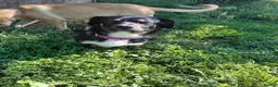 Mixed Breed dogs for adoption: 🐾HOPE - From Death Row to a Heart Full of Hope 💛 in Nottingham - Advert 8