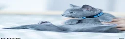 Russian Blue cats for sale: Adorable Russian Blue Kittens. - Advert 37