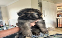 German Shepherd dogs for sale: Pedigree German Shepherd puppies - Image 1