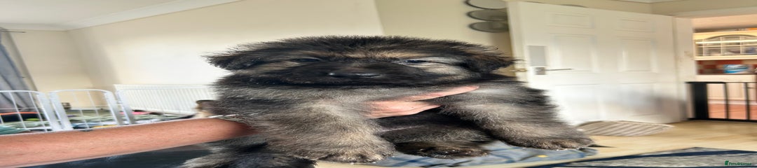  Puppy 2
