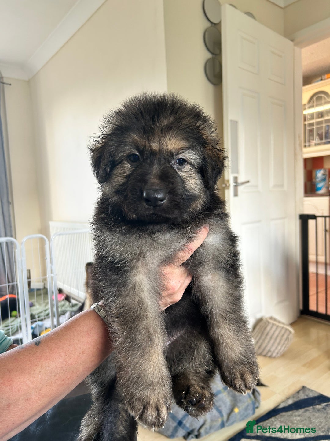 German Shepherd dogs for sale: Pedigree German Shepherd puppies - Image 1