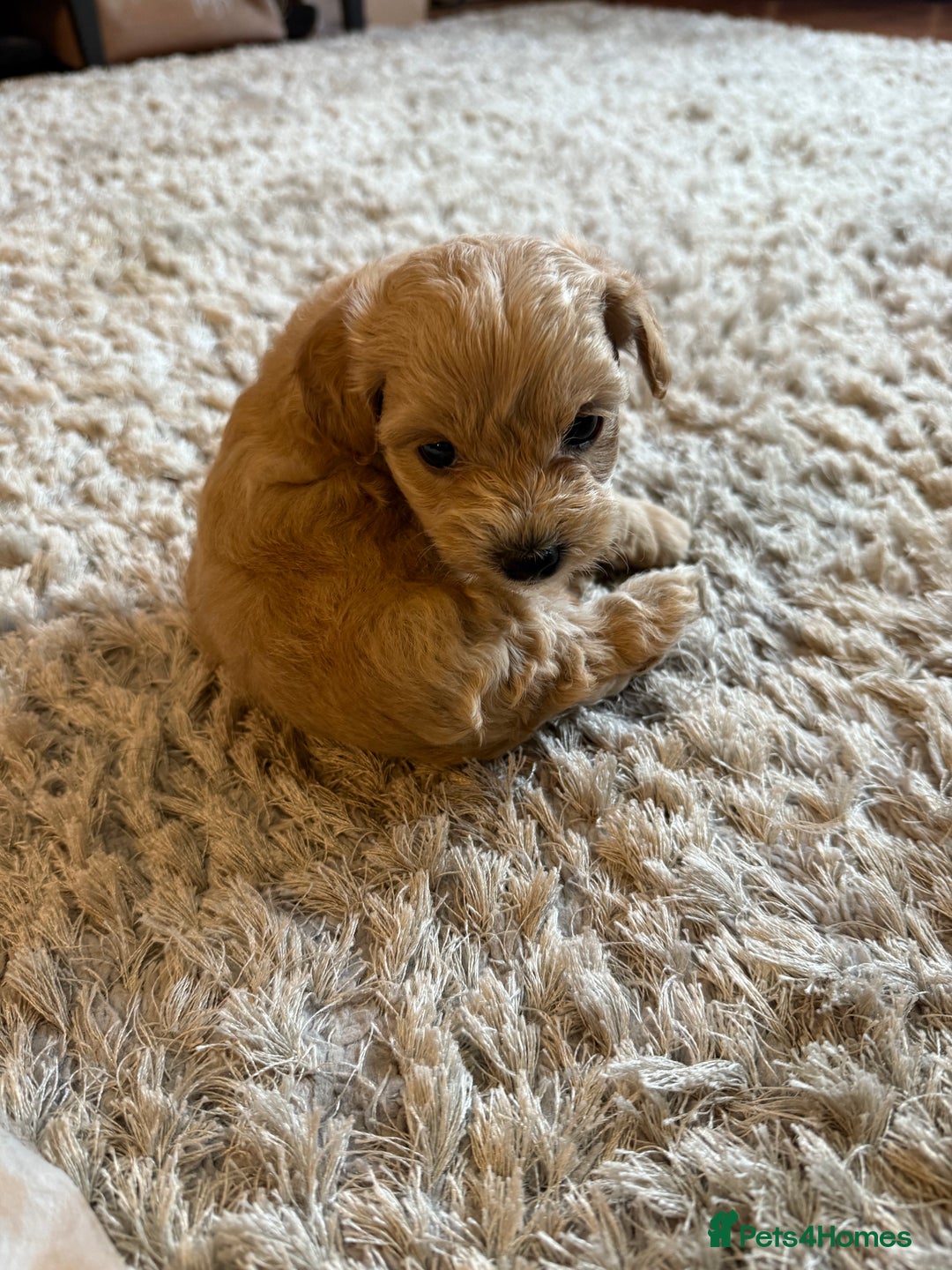 Maltipoo dogs for sale: Real life teddy bear f1 Maltipoos ❤️💥 - Image 37
