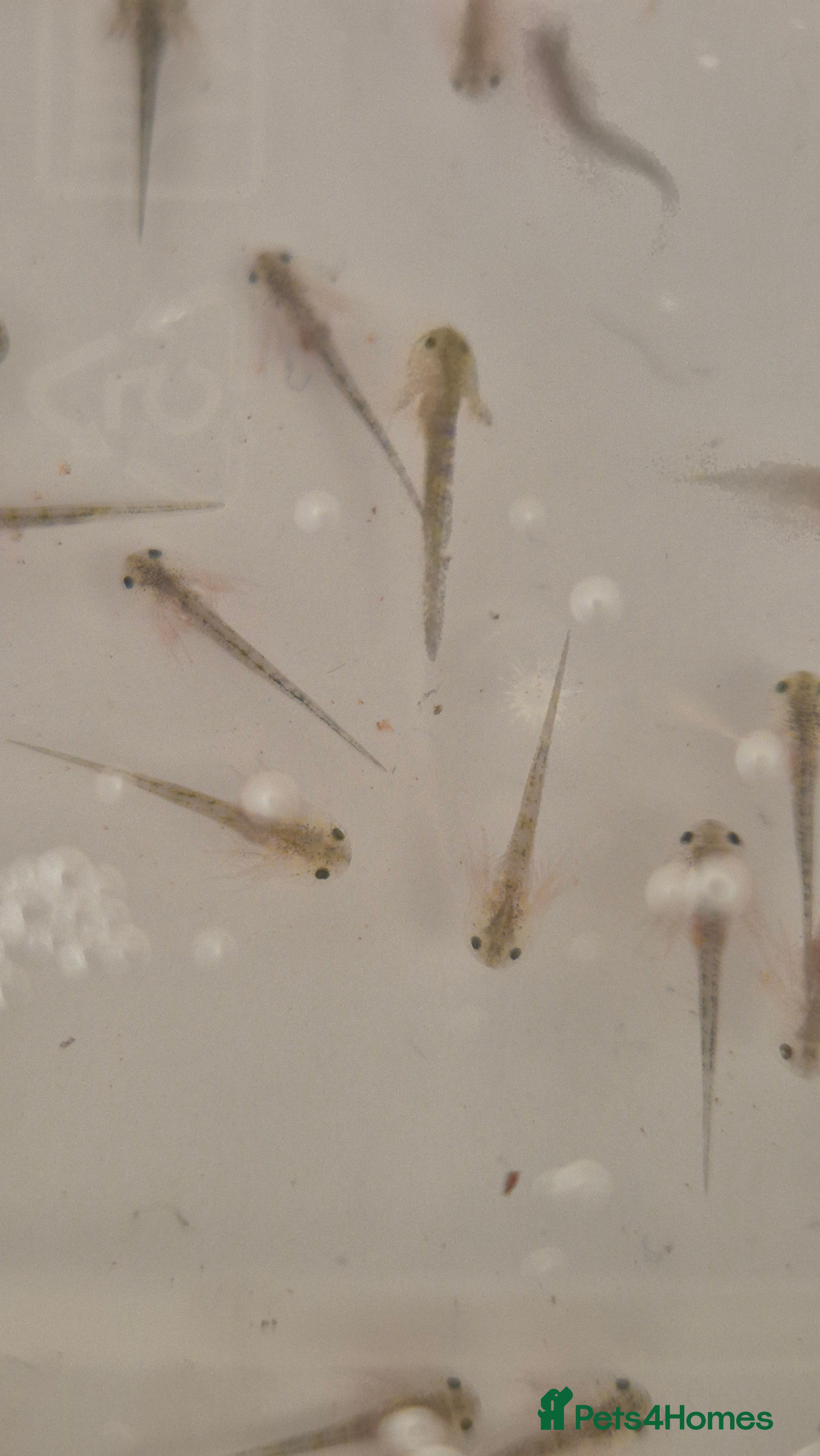 Other/Mixed Breed fish Axolotl hatchlings - Advert 21