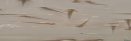 Other/Mixed Breed fish for sale: Axolotl hatchlings - Advert 1