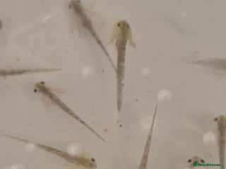 Other/Mixed Breed fish Axolotl hatchlings - Advert 6