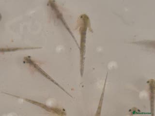 Other/Mixed Breed fish Axolotl hatchlings - Advert 11