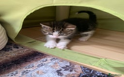 British Shorthair cats for sale: Gorgeous Kittens  - Image 27